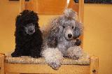 CANICHE TOY